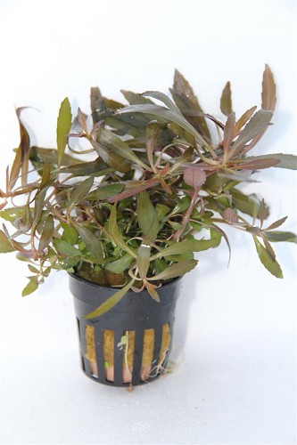 Pogestgemon stellata - Sternpflanze im Topf